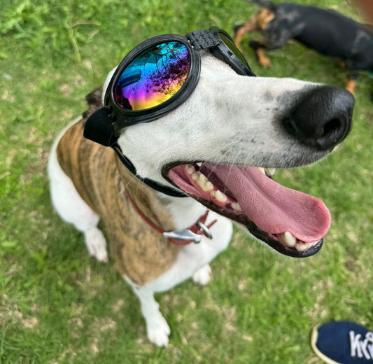Lentes para mascotas